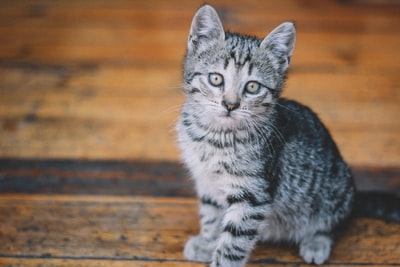 Brown silver spots on the floor of wood of the cat
